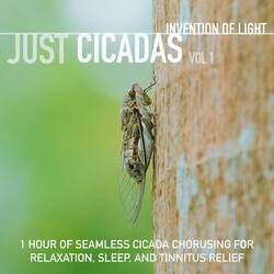 1 Hour of Seamless Cicada Chorusing for Relaxation, Sleep, and Tinnitus Relief