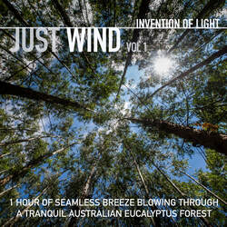 1 Hour of Seamless Breeze Blowing Through a Tranquil Australian Eucalyptus Forest